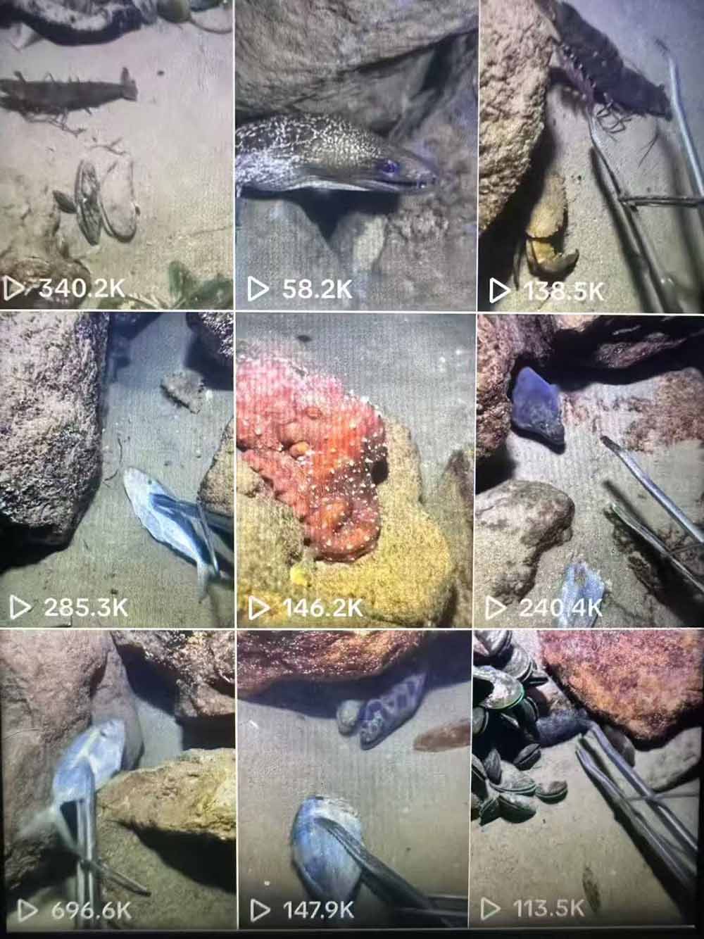 图片[2]-Tiktok中视频解说教程，体育+温情文案双赛道实操教程一站式带你落地-副业网